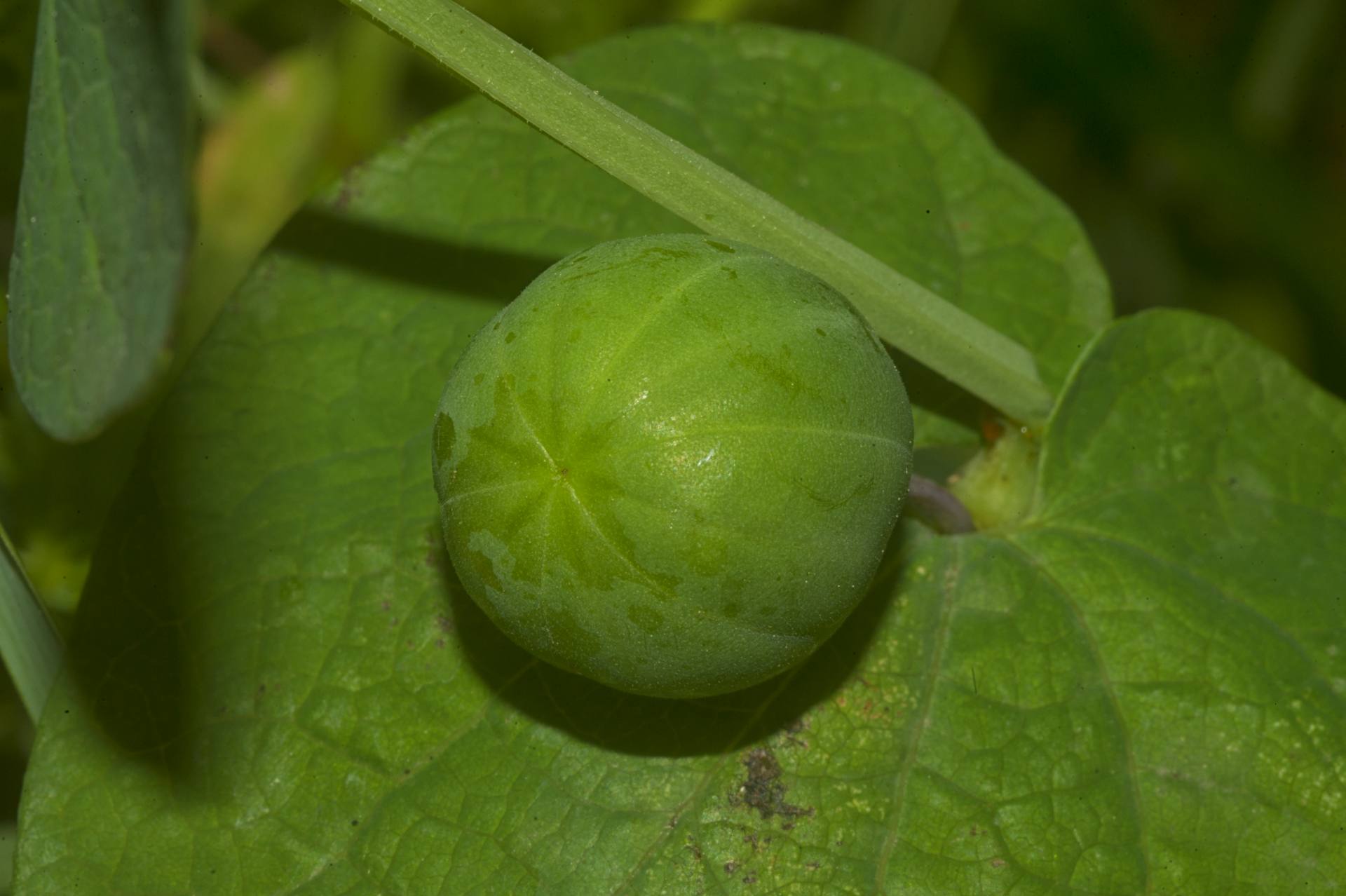 La Zerynthia cassandra